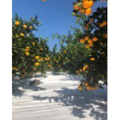 特衛(wèi)強(qiáng)